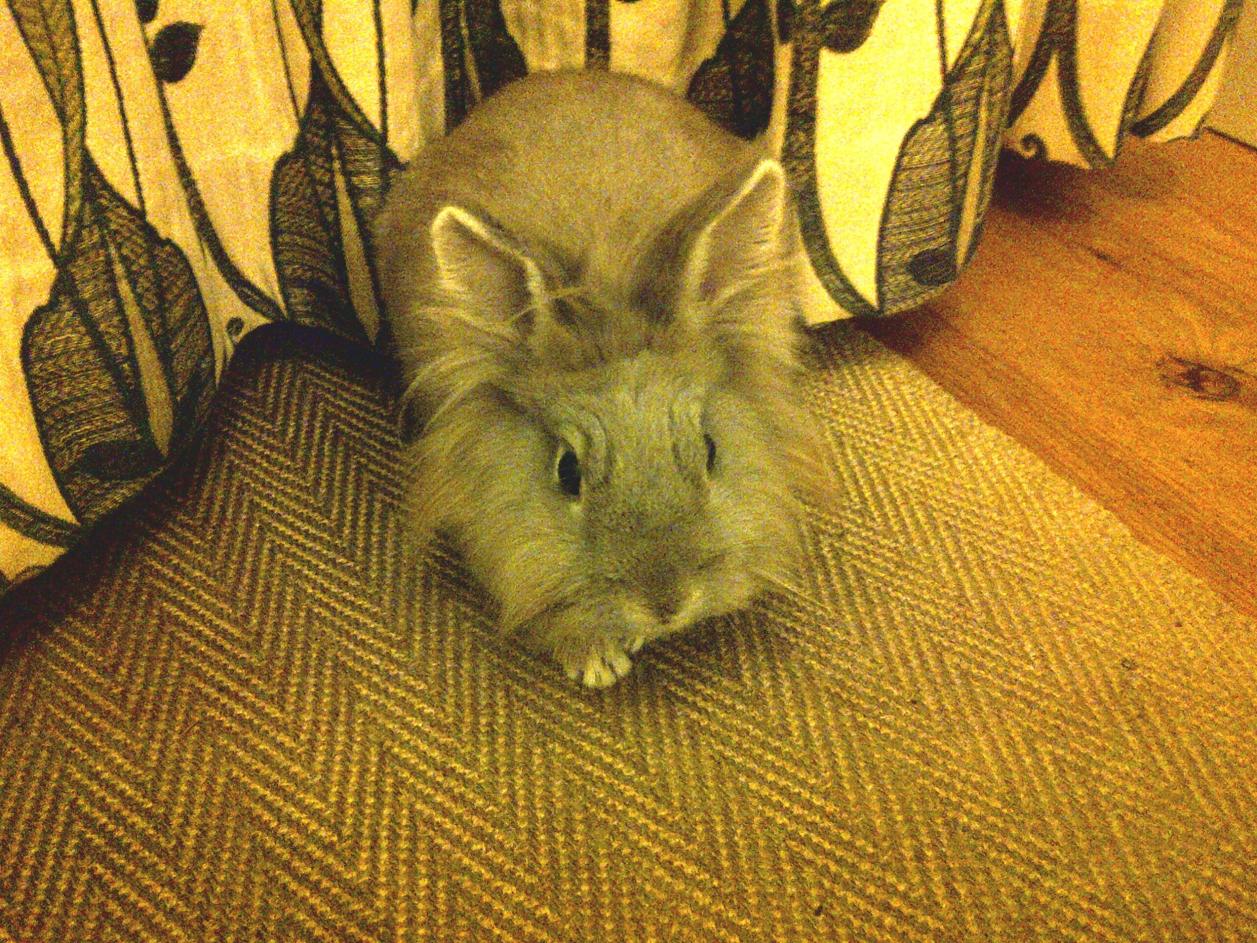 Alfie in the hall