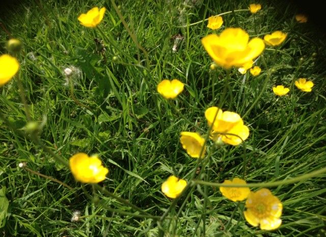 Buttercups
