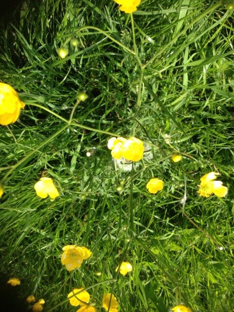 Buttercups