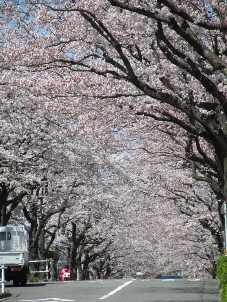 Cherry blossom Japan