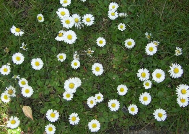 Daisies