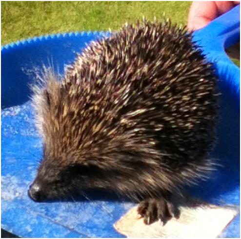 Hedgehog 2