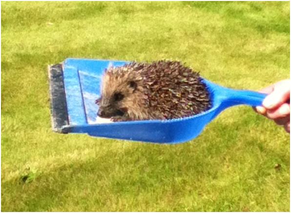 Hedgehog
