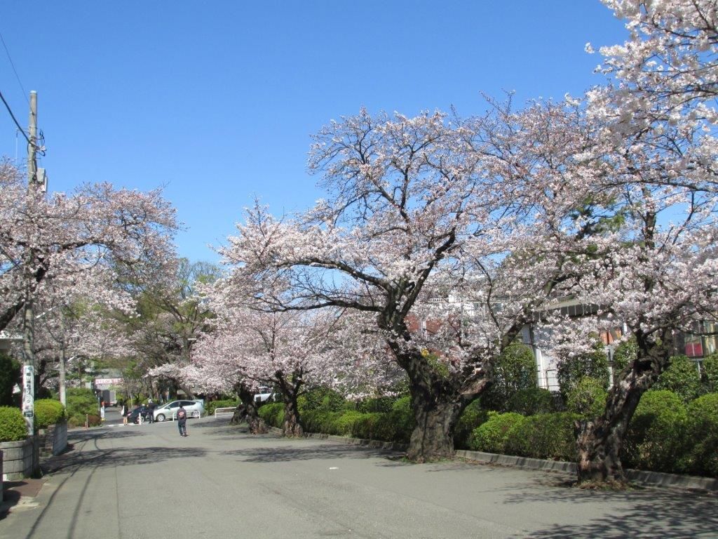 More blossom japan 4