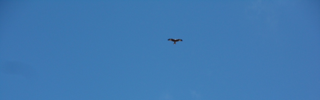 Red Kite 2