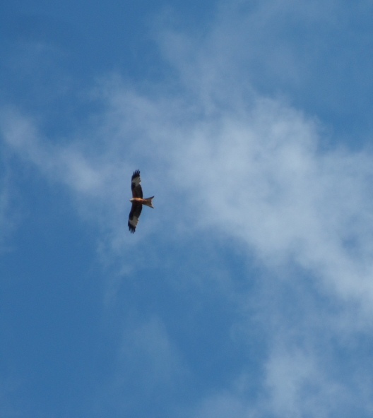 Red Kite over Pannal