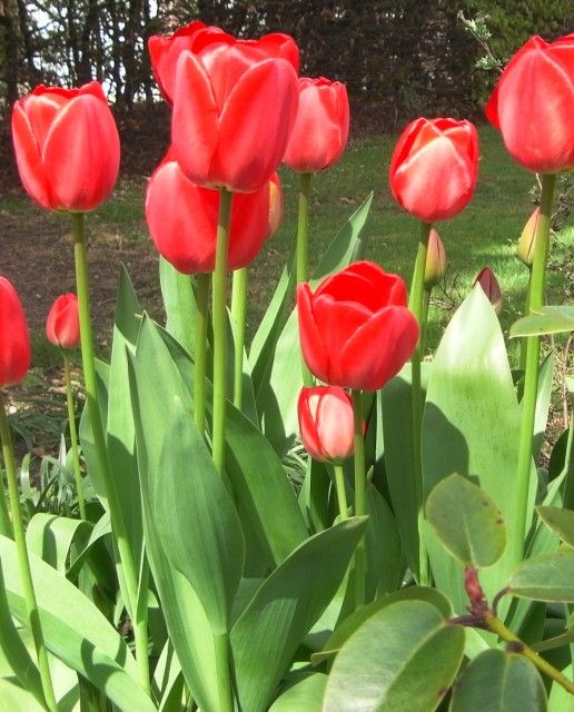 Tulips