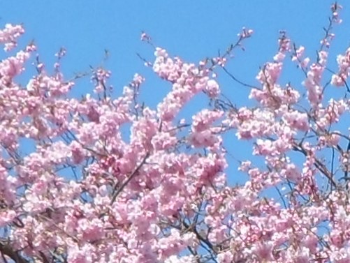 blossom close up