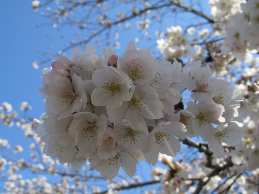 cherry blossom Japan 3