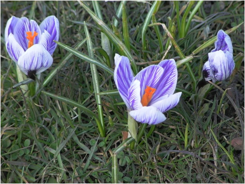close up crocus