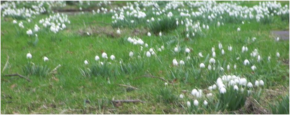 snowdrops chris