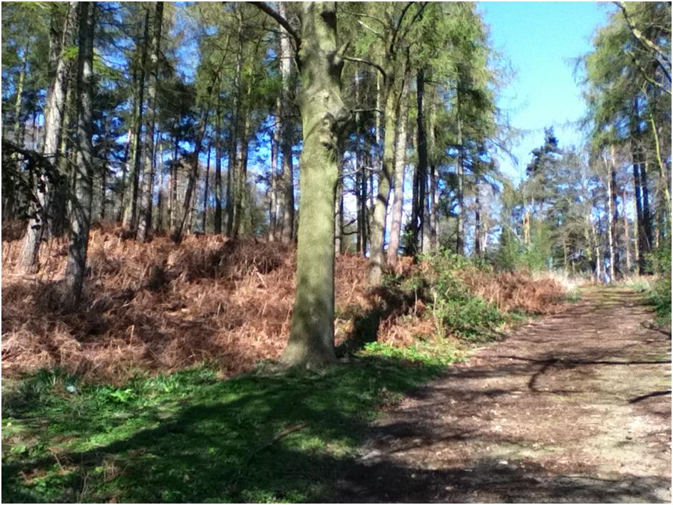 walk in the woods
